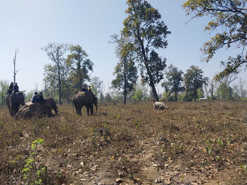 कावासोतीबाट गैँडा स्थानान्तरण शुरू      